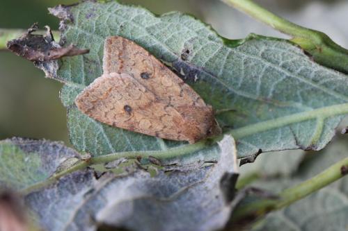 Réf. 130 949 : Agrochola circellaris