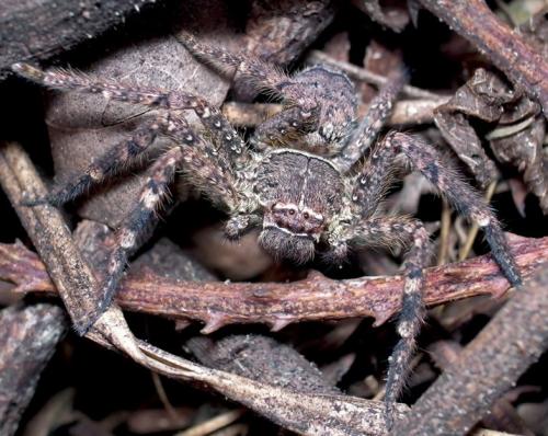 Barylestis variatus