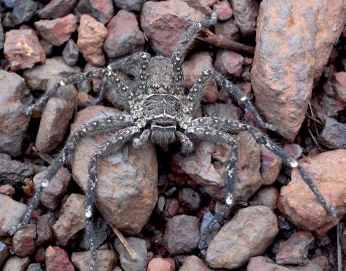 Barylestis variatus