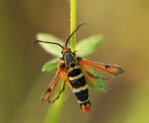 Réf. 130 111 : Pyropteron minianiformis