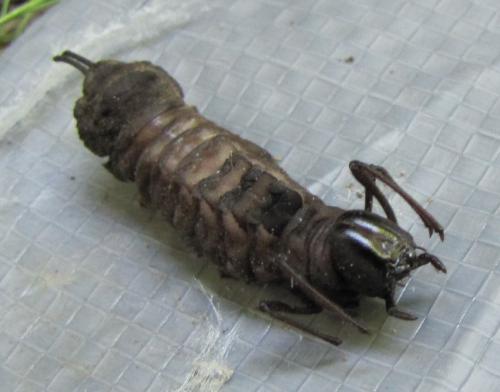 Stauropus fagi