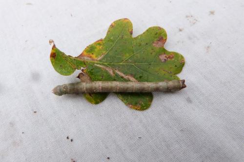 Biston betularia