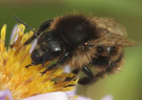 Bombus humilis
