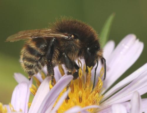 Bombus humilis