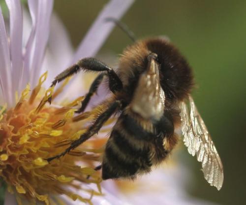 Bombus humilis
