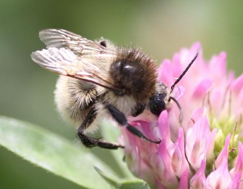 Bombus humilis humilis