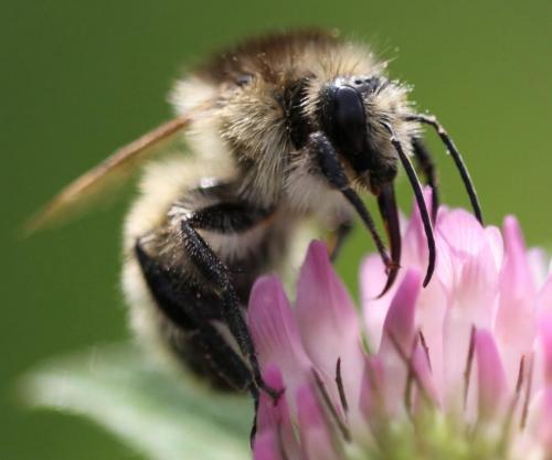 Bombus humilis humilis