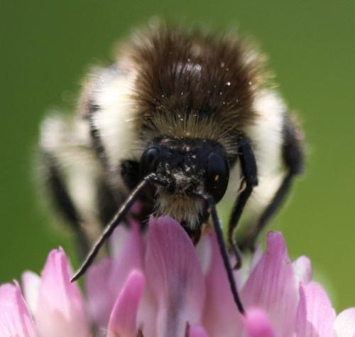 Bombus humilis humilis