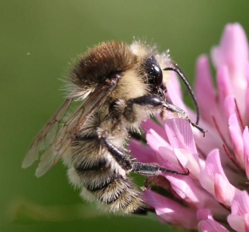 Bombus humilis humilis