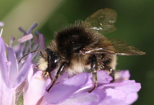 Bombus humilis