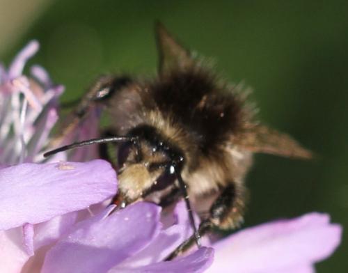 Bombus humilis