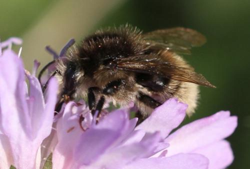 Réf. 130 393 : Bombus humilis