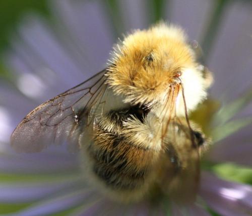 Bombus sp.