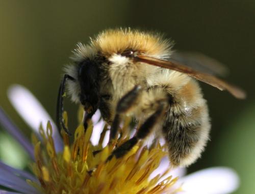 Bombus sp.
