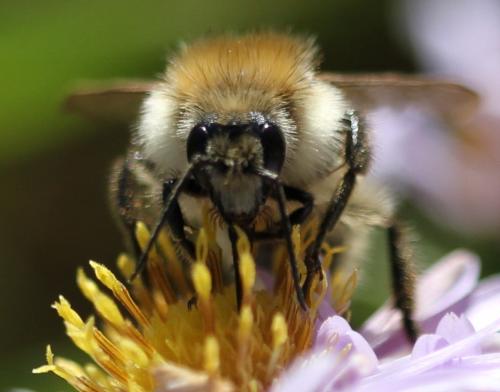 Réf. 130 834 : Bombus sp.