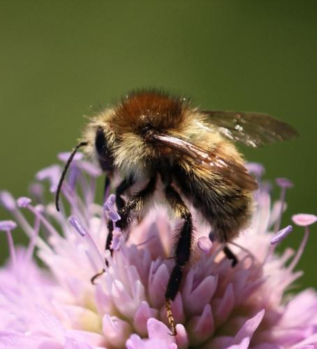 Bombus humilis