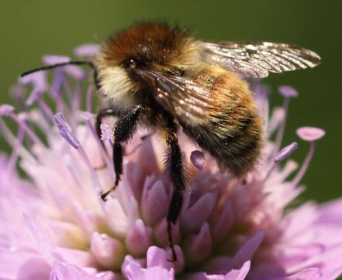 Bombus humilis
