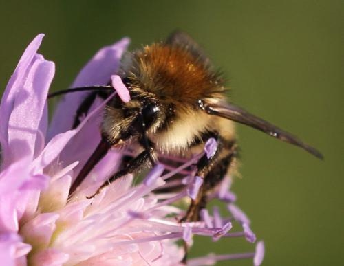 Bombus humilis