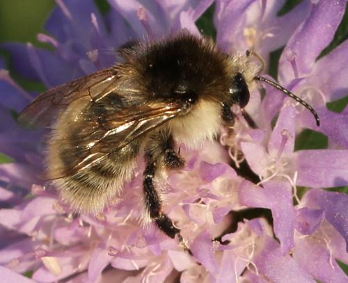 Bombus humilis