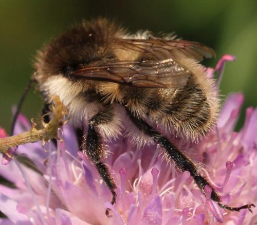 Bombus humilis