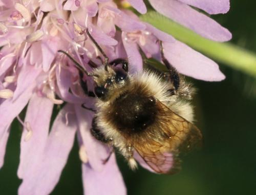Bombus humilis