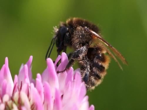 Bombus humilis