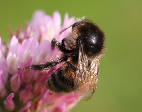 Réf. 130 422 : Bombus humilis