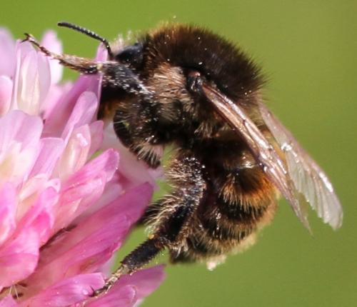 Bombus humilis