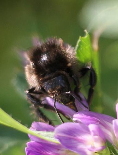 Bombus humilis