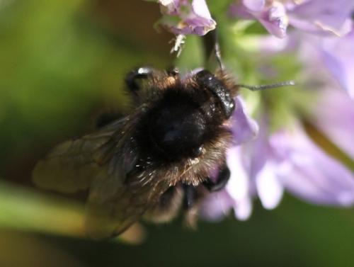 Bombus humilis
