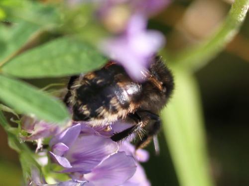 Bombus humilis