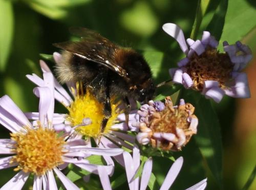 Réf. 130 995 : Bombus hypnorum