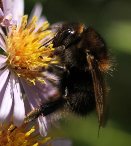 Bombus hypnorum