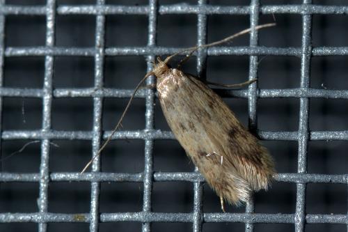 Réf. 130 467 : Borkhausenia nefrax