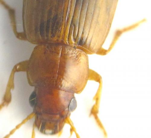 Réf. 130 110 : Bradycellus brevitarsis