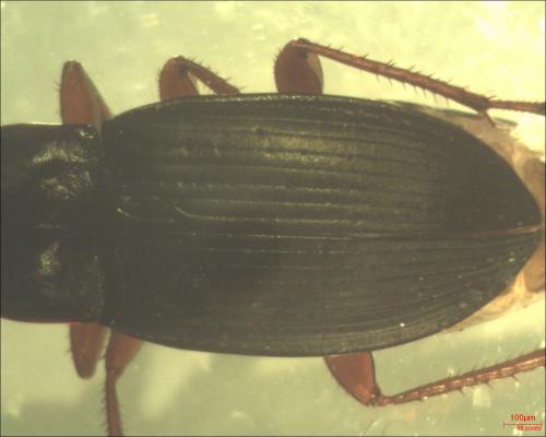 Calathus fuscipes