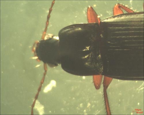 Calathus fuscipes