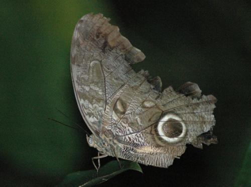 Réf. 130 341 : Caligo sp.