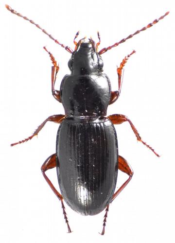 Réf. 130 214 : Pterostichus amblypterus