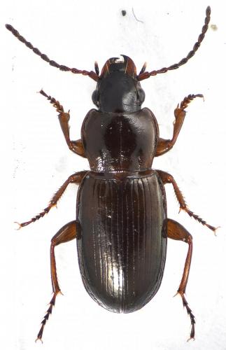 Pterostichus amblypterus