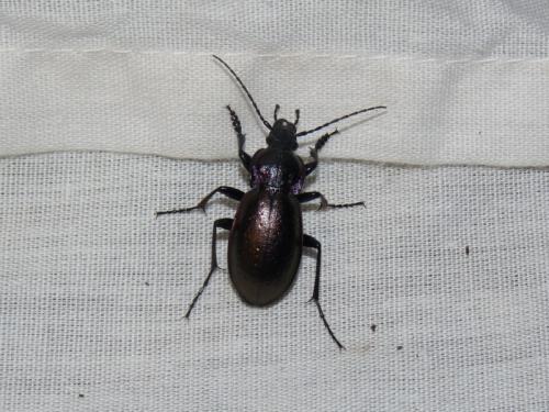 Carabus nemoralis