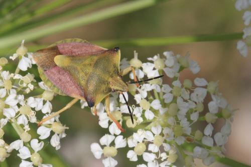 Réf. 130 727 : Carpocoris fuscispinus