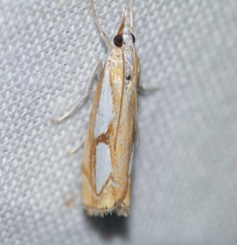 Réf. 130 283 : Catoptria pinella