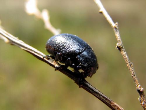 Réf. 130 677 : Chrysolina carnifex