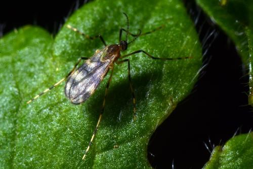 Lestodiplosis sp.
