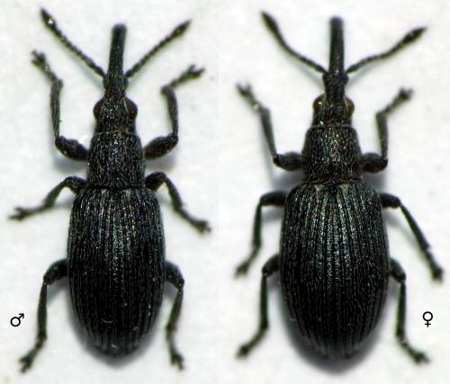 Réf. 130 122 : Ceratapion gibbirostre