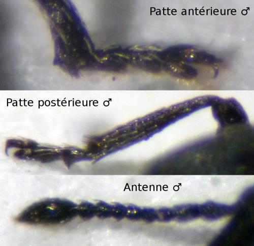 Réf. 130 088 : Ceratapion gibbirostre
