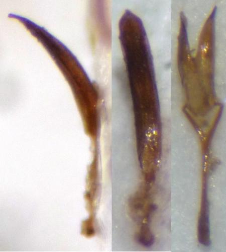 Réf. 130 038 : Ceratapion gibbirostre