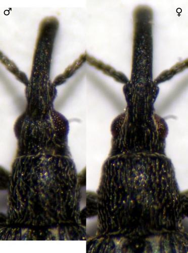 Réf. 130 036 : Ceratapion gibbirostre