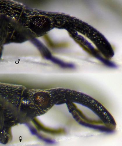 Réf. 130 037 : Ceratapion gibbirostre